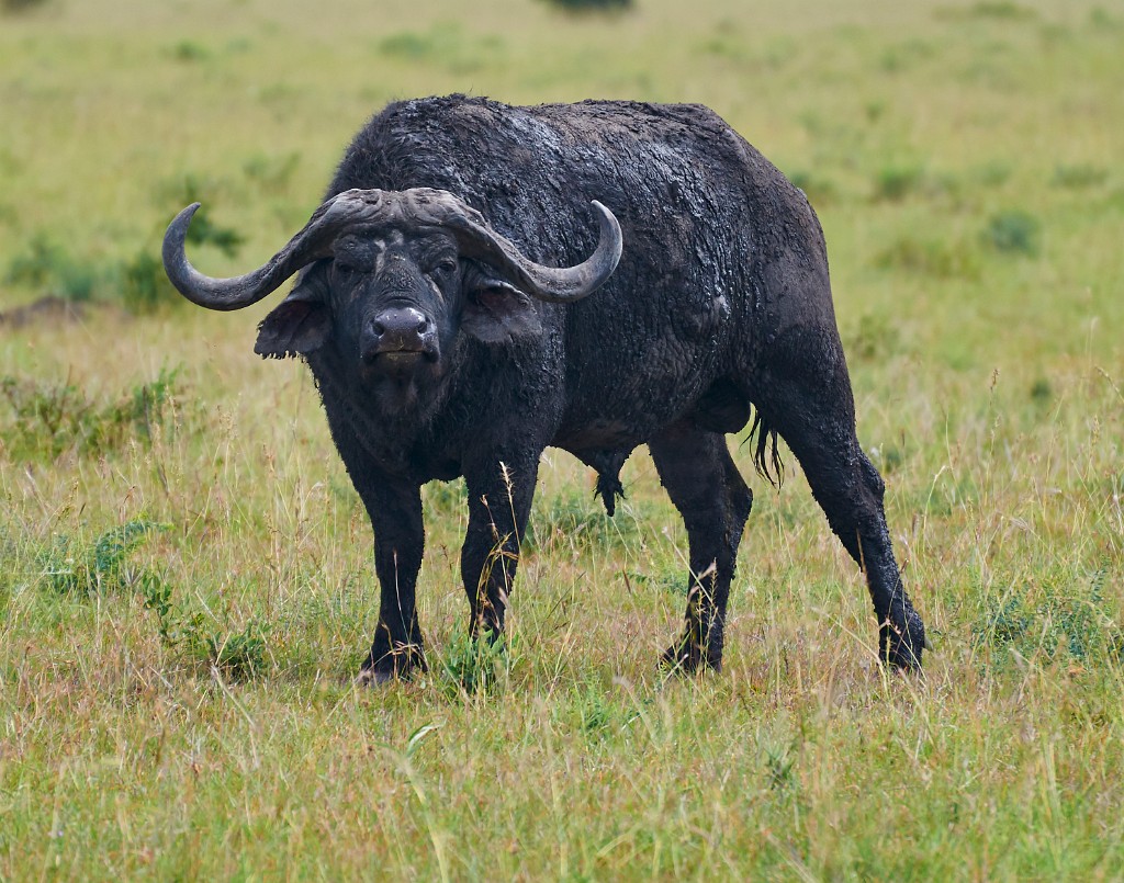 African buffalo